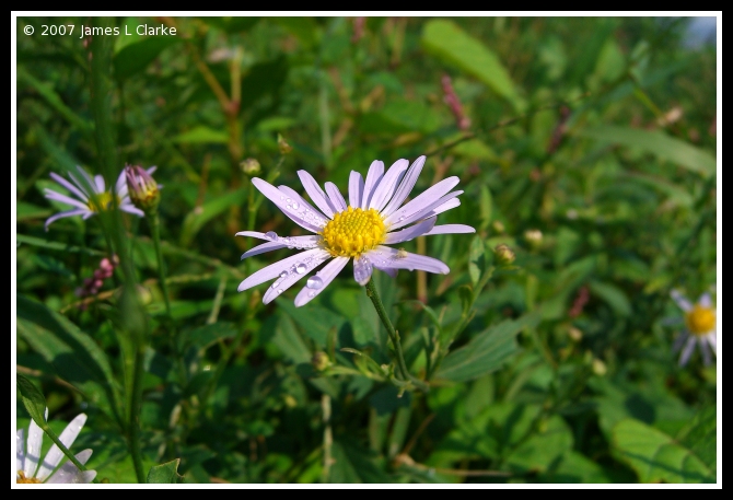 Hidden Flower