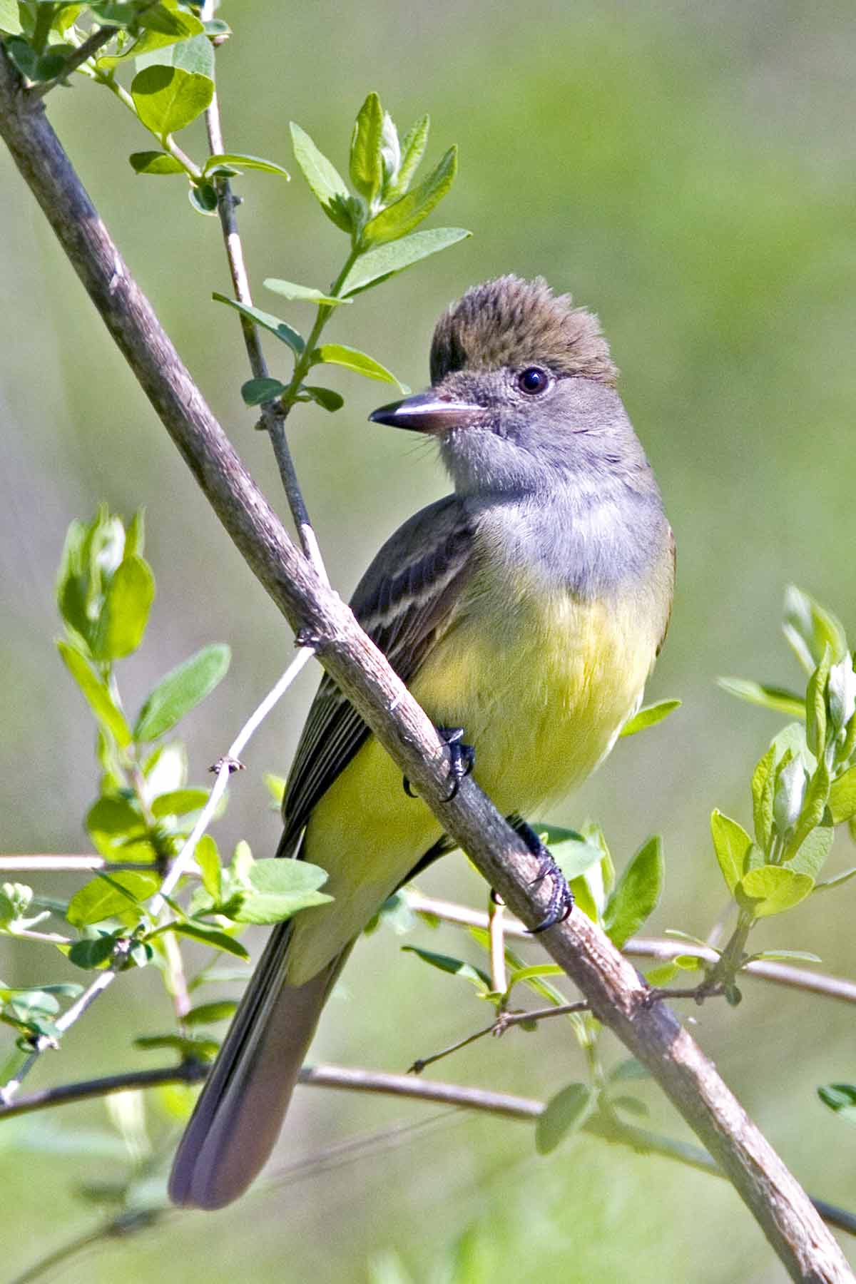 Great-crested Flycatcher