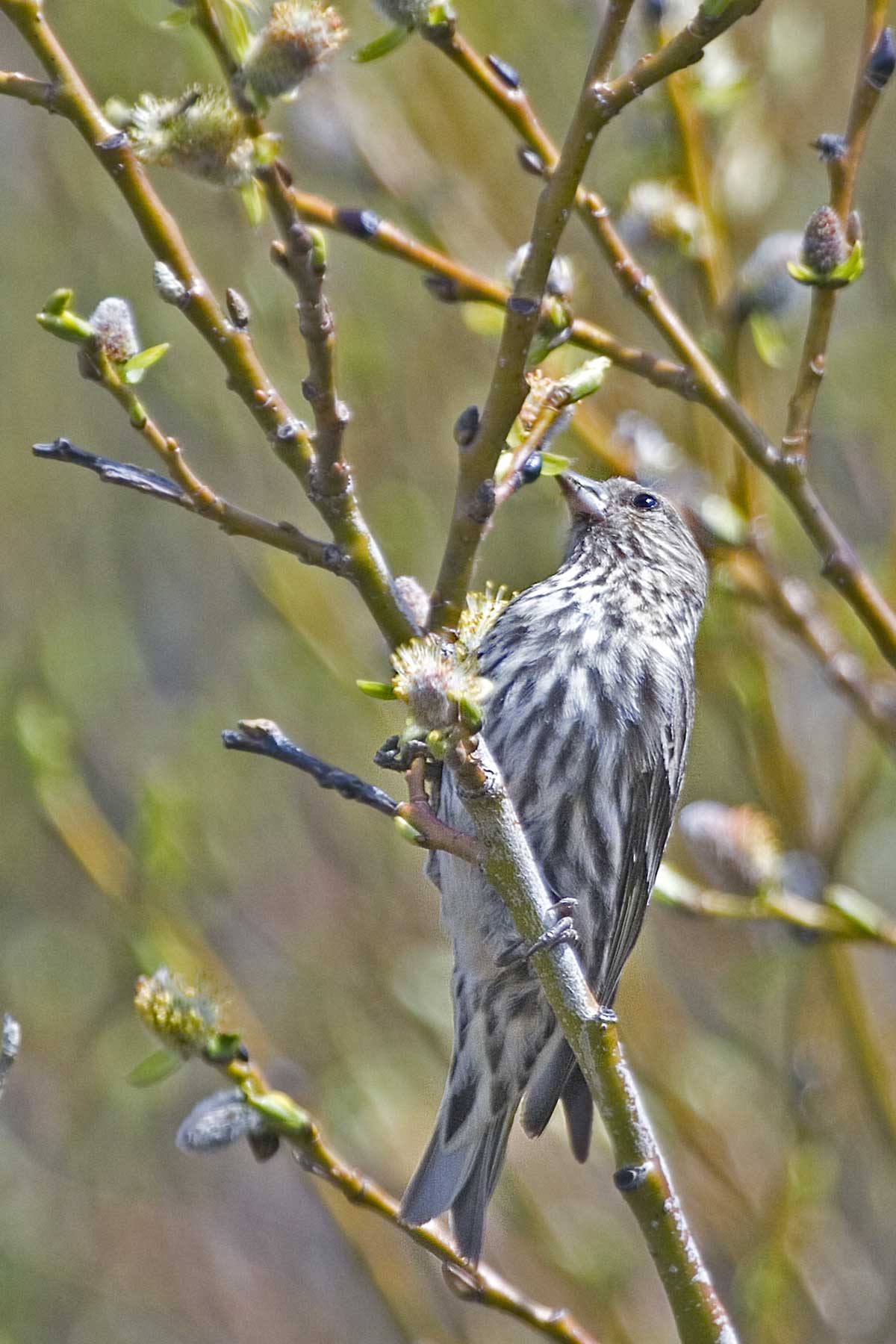 Pine Siskin