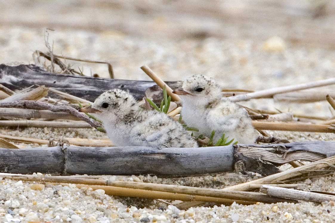 Least Tern chicks
