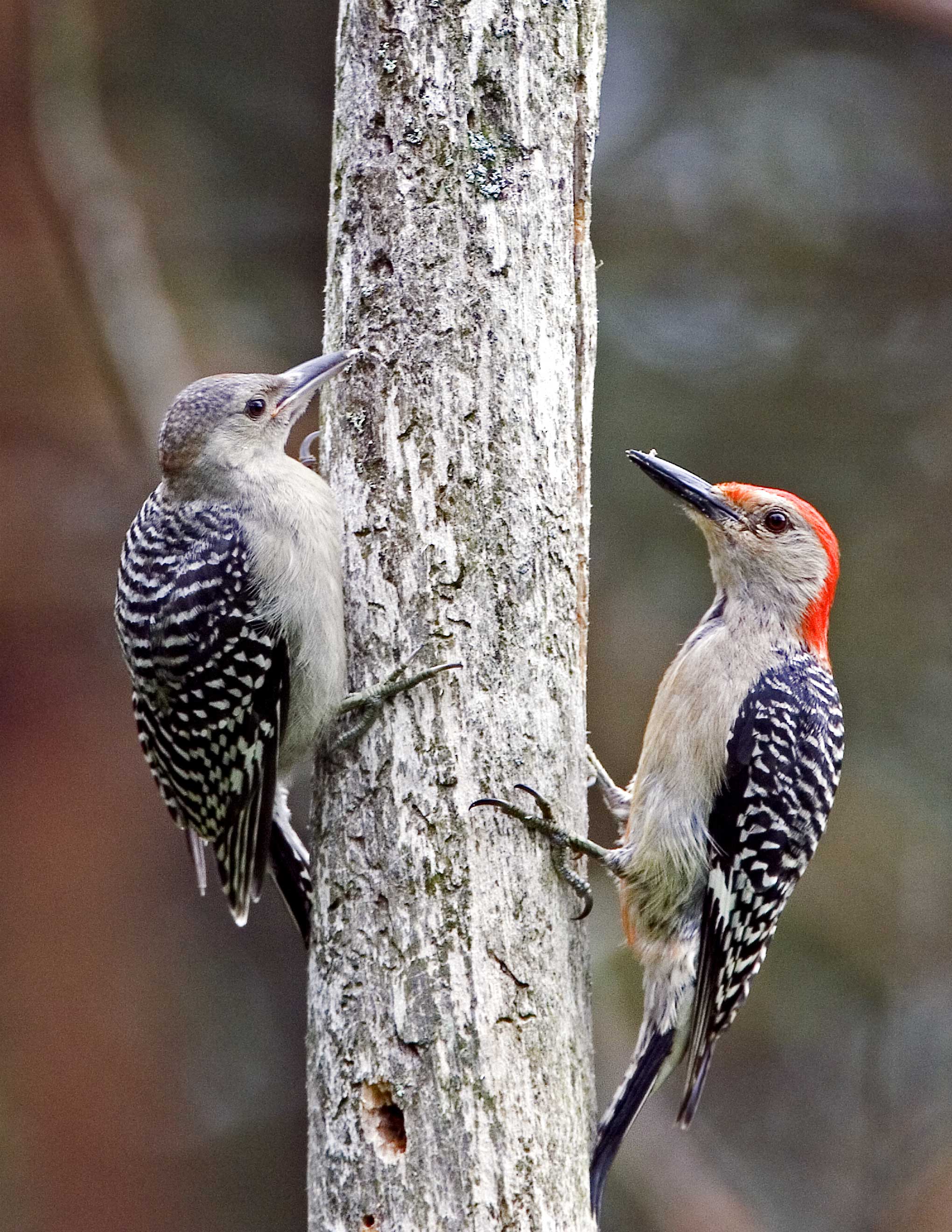 Red-bellied Woodpeckers