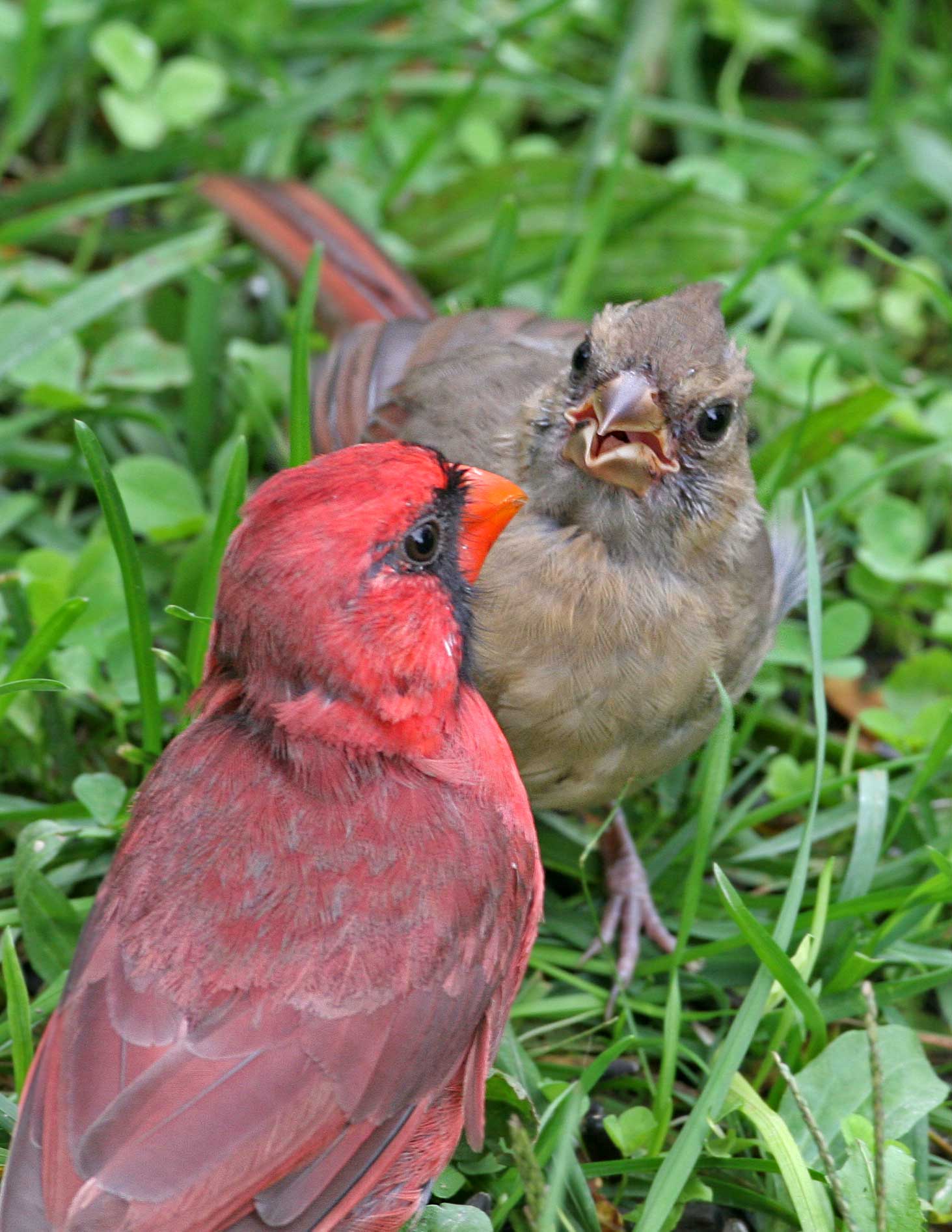 Cardinals, male and juvenile