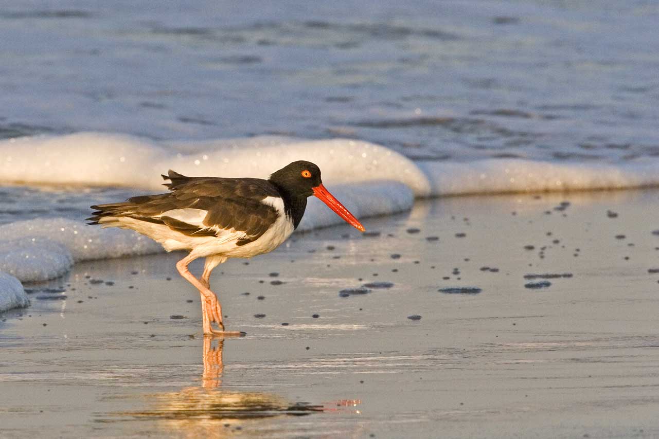 American Oystercatcher