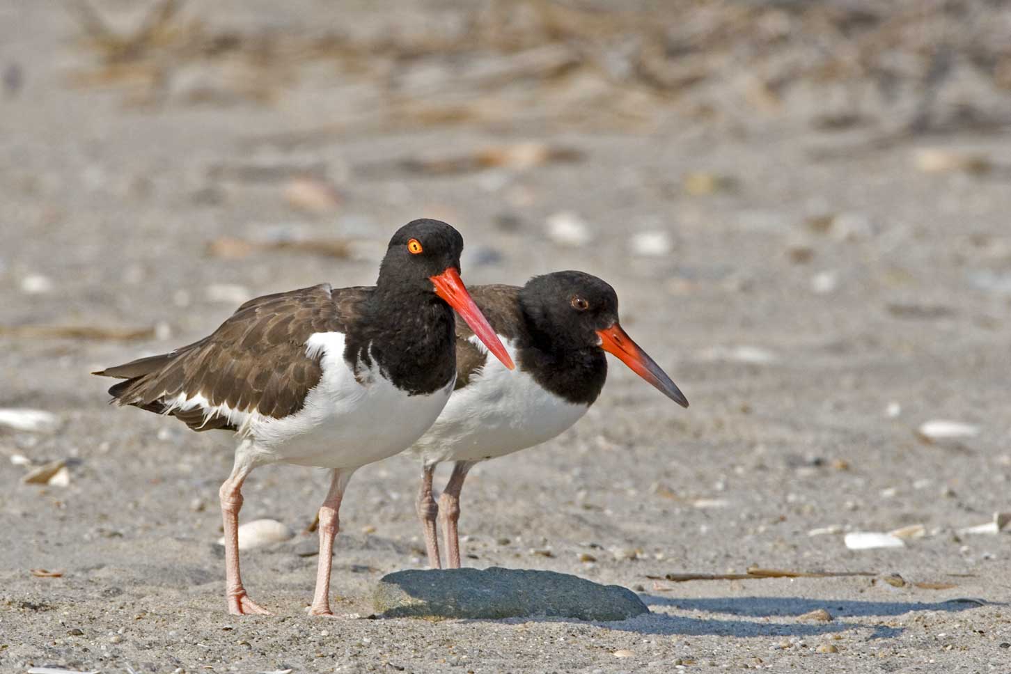 American Oystercatchers