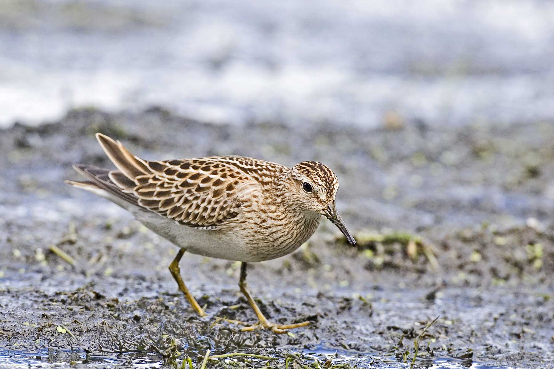 Pectoral Sandpiper