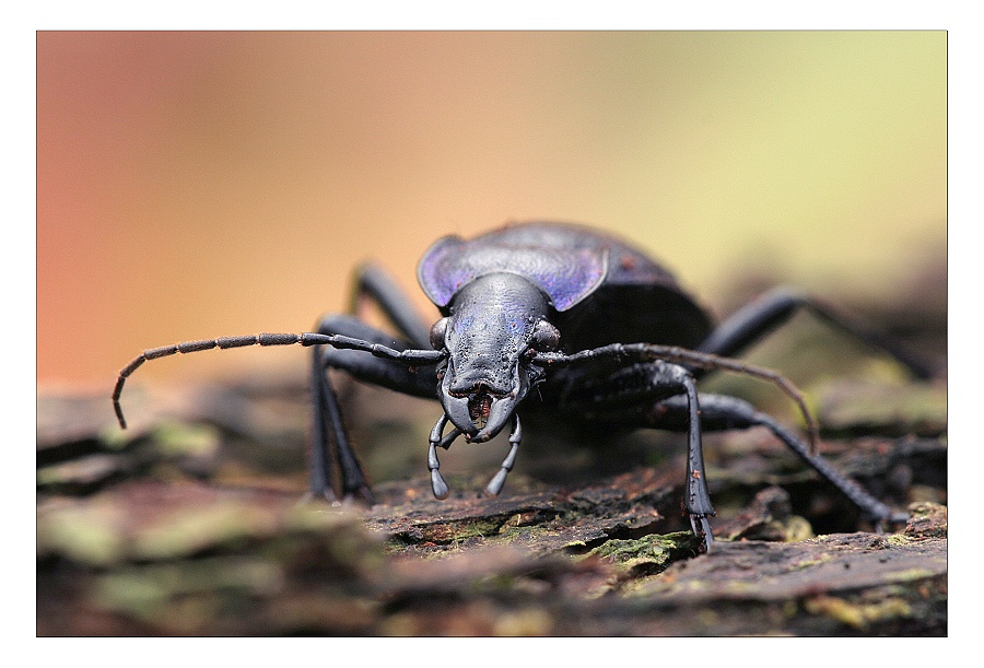 C. violaceus .JPG