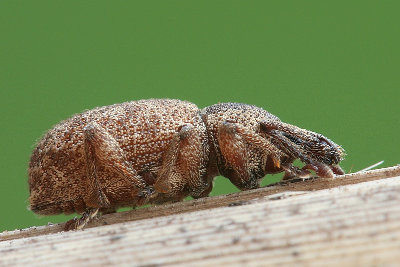 Curculioninae.JPG