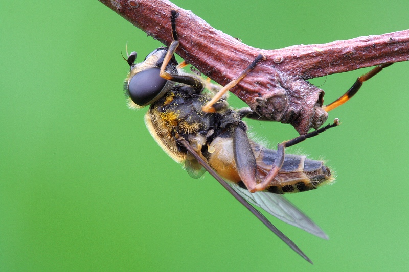 Helophilus pendulus.JPG