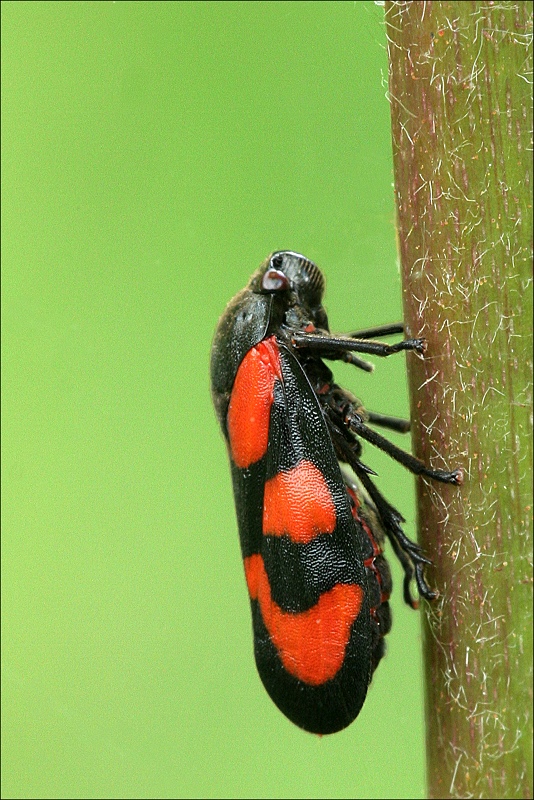 Bloedcicade.JPG