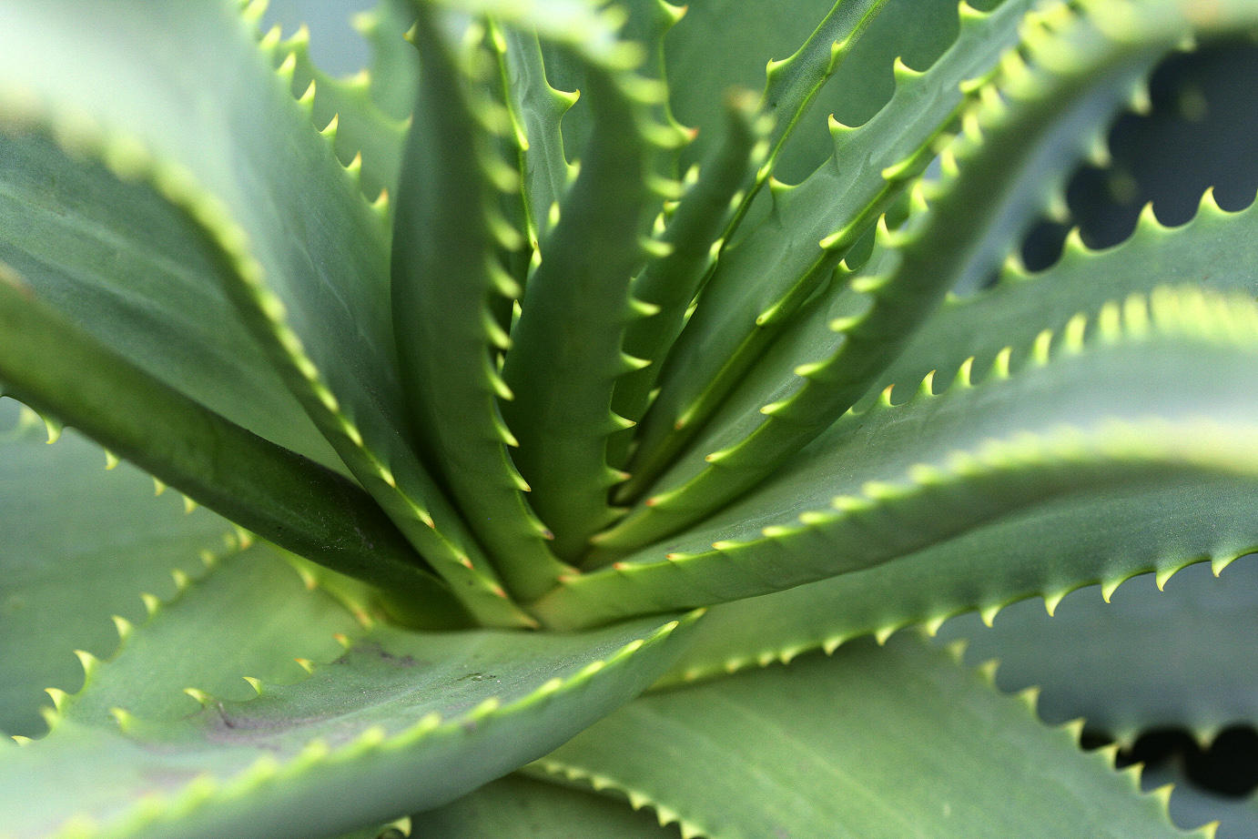 aloe plant in Scott & Phils neighborhood