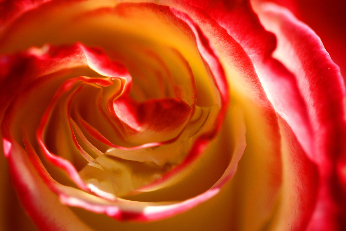 a first rose of San Diegos summer