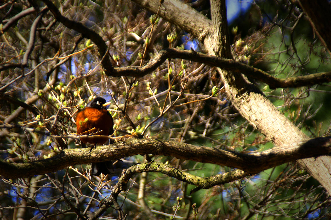 robin chick