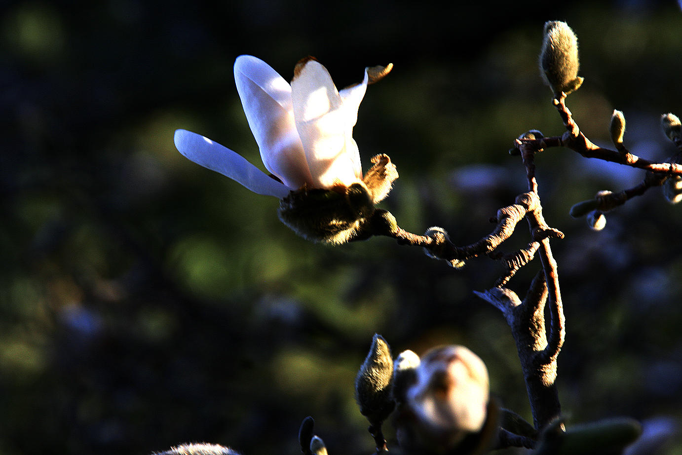 evening light