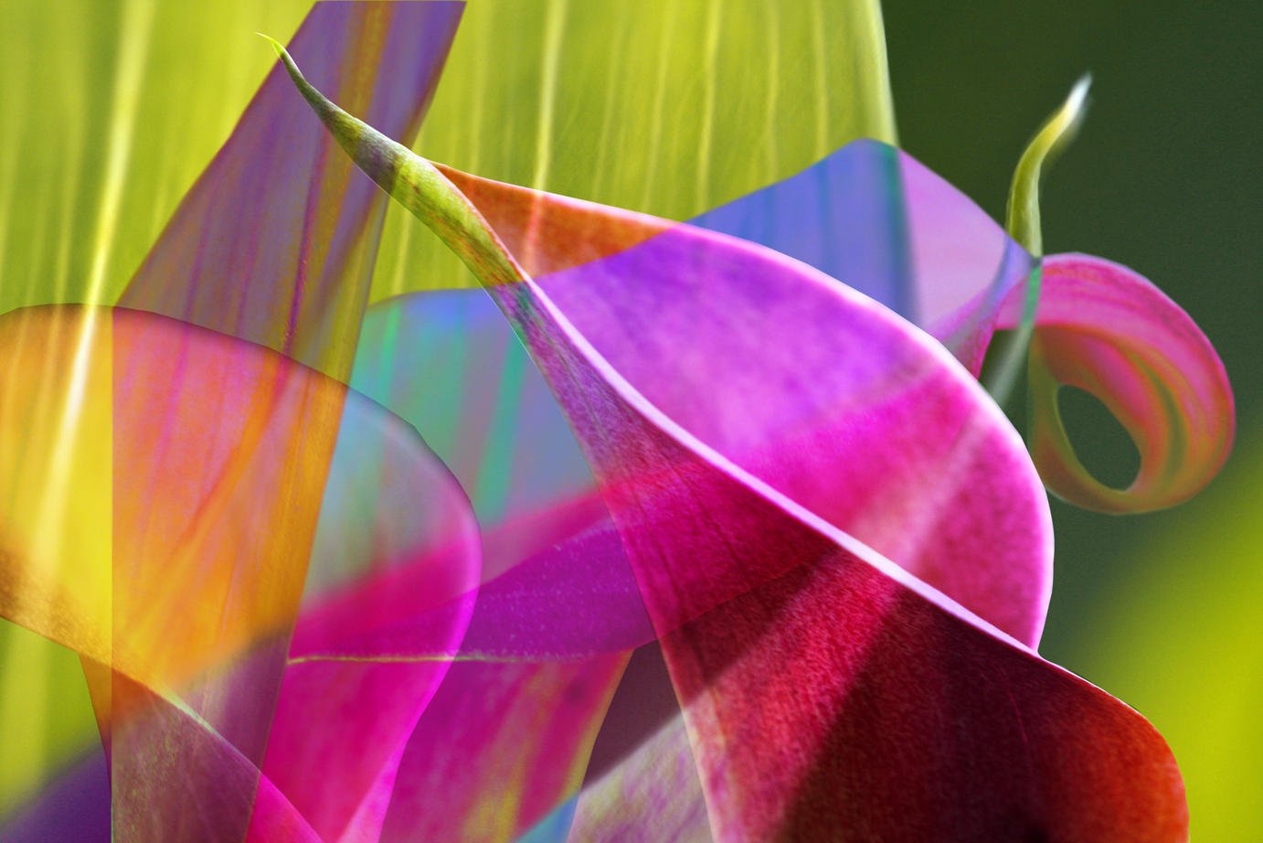 playing with calla lilies