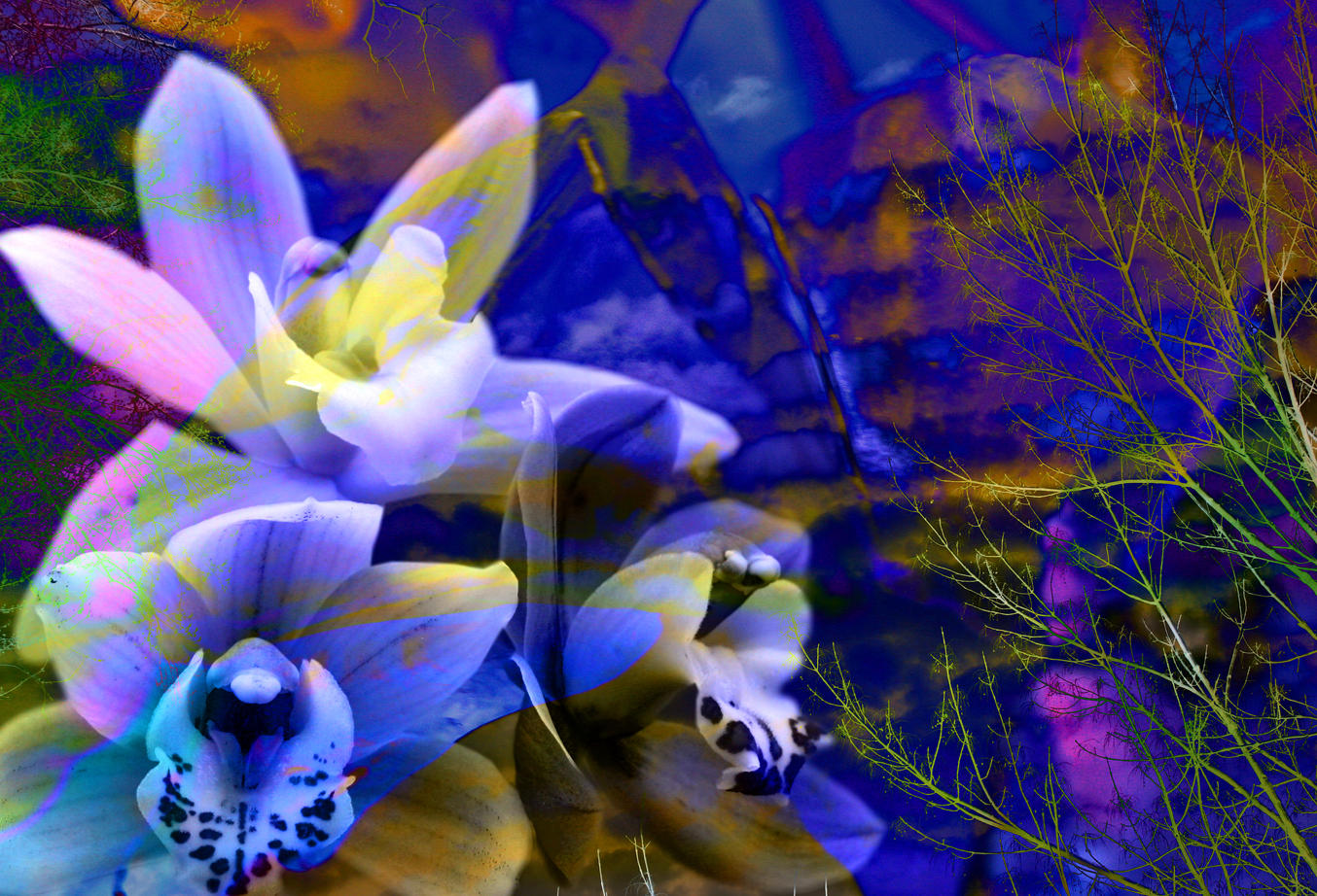 orchids for Mom