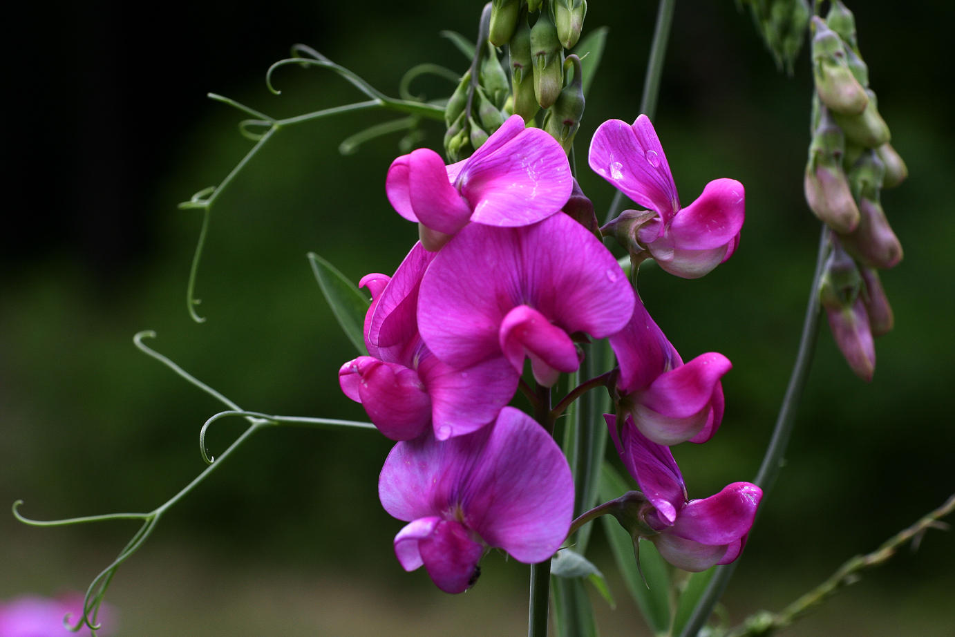 sweet pea