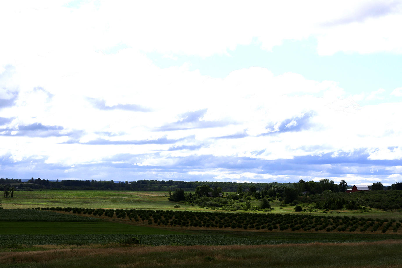 Michigan cherry trees in a field