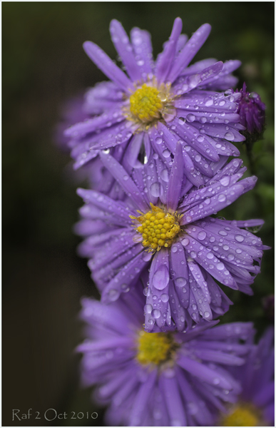 _MG_2792.1_DxO_raw.jpg