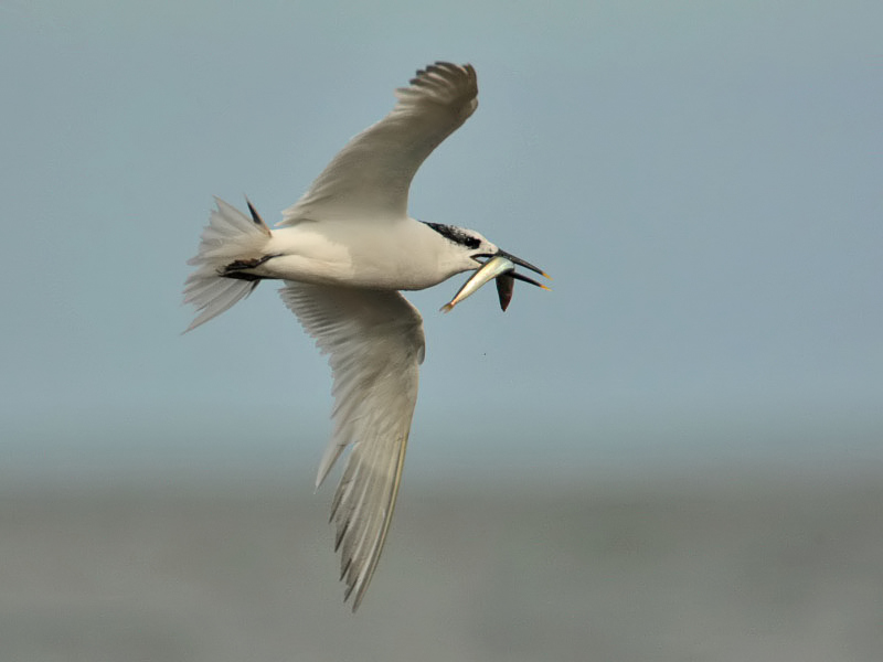 Sandwich Tern