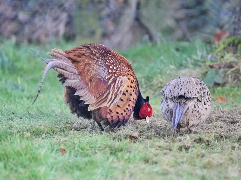 Pheasant