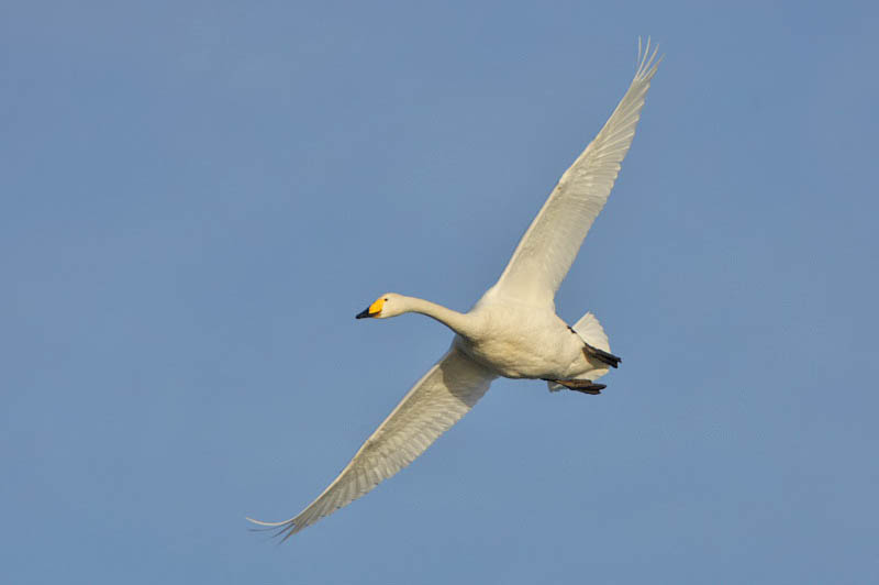 Whooper Swan