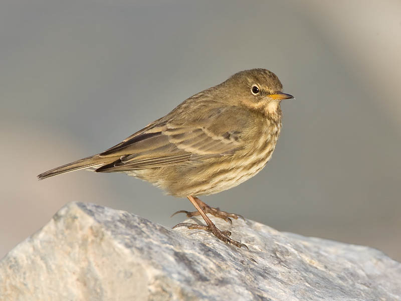 Rock Pipit