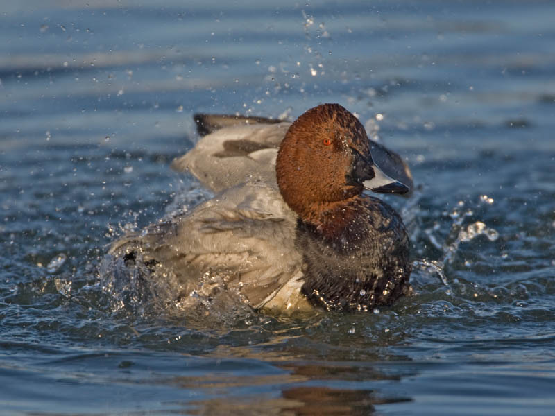 Pochard (drake)