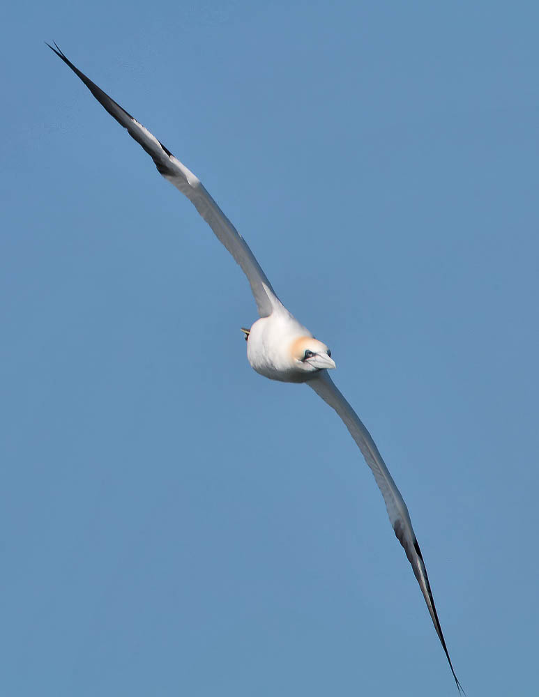 Gannet