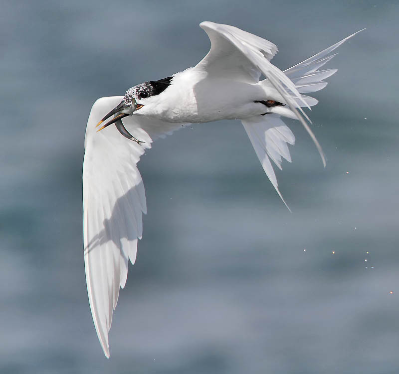 Sandwich Tern