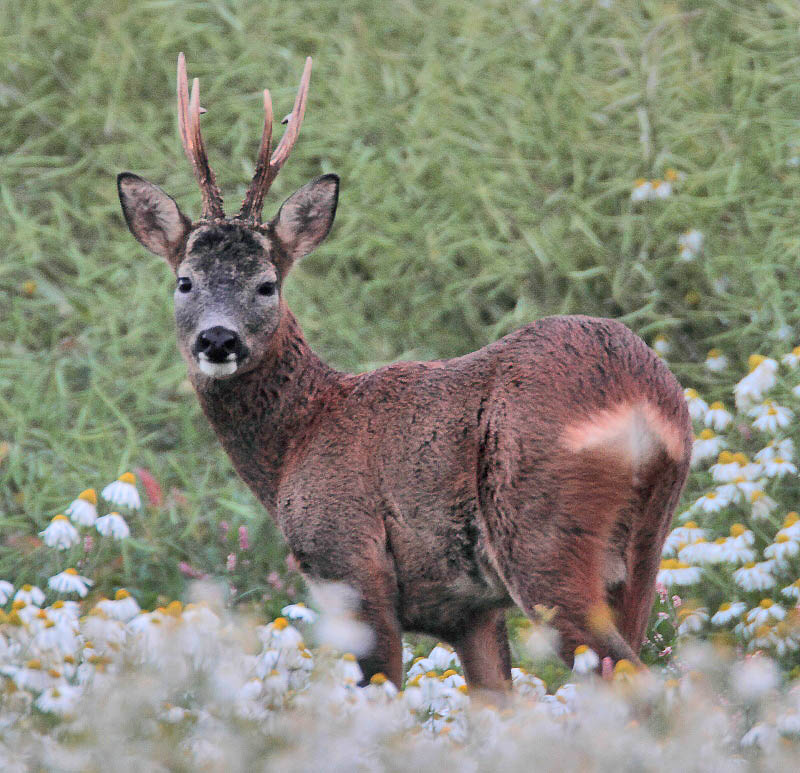 Roe buck