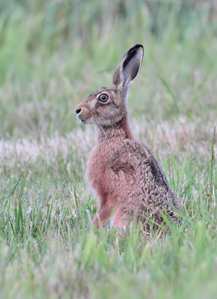 Brown Hare