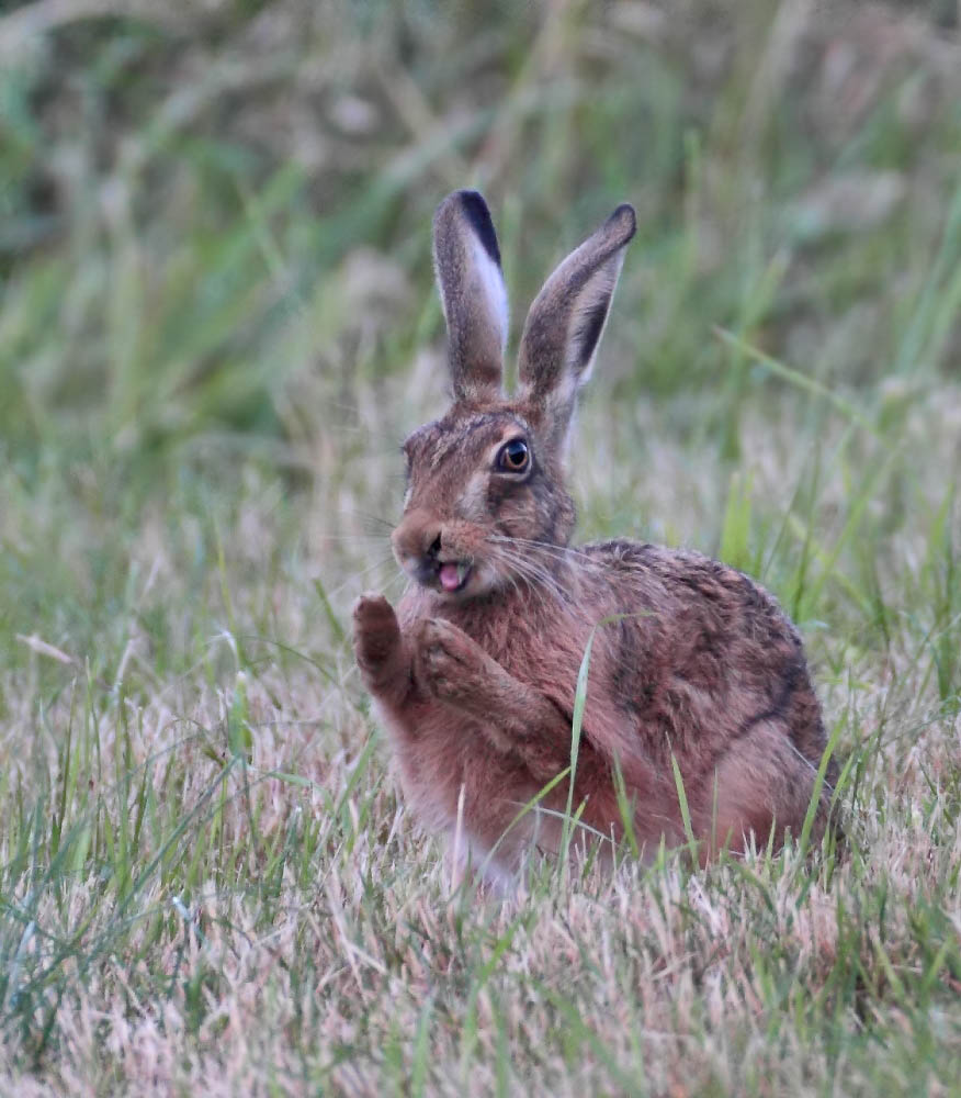  Brown Hare