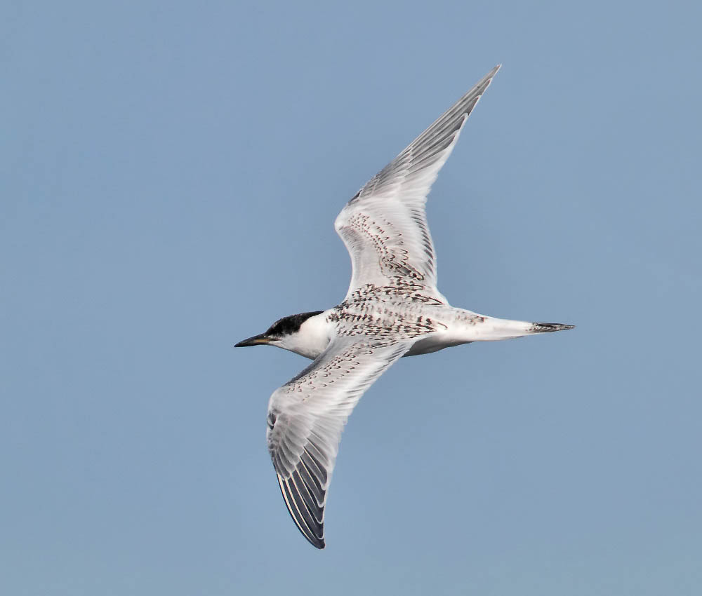 Sandwich Tern (juvenile)