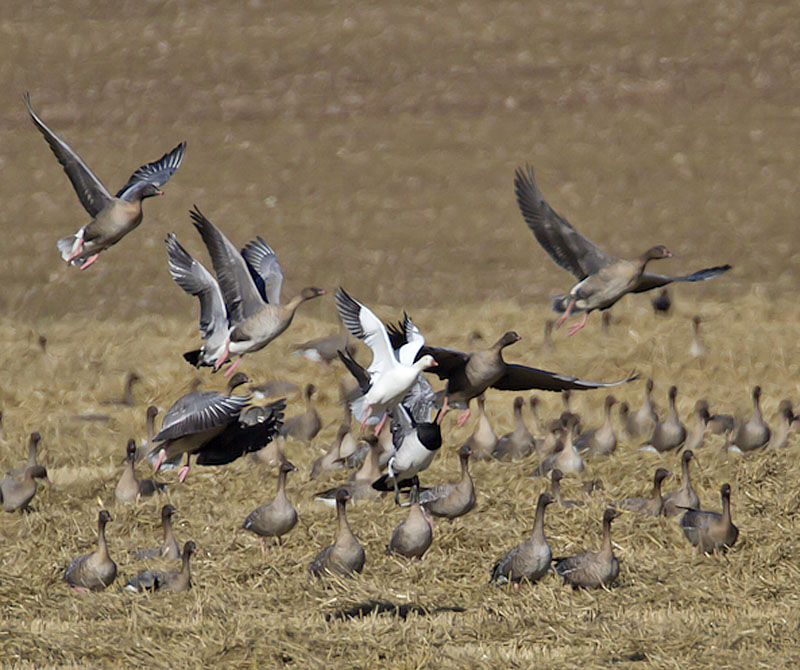 Rosss Goose