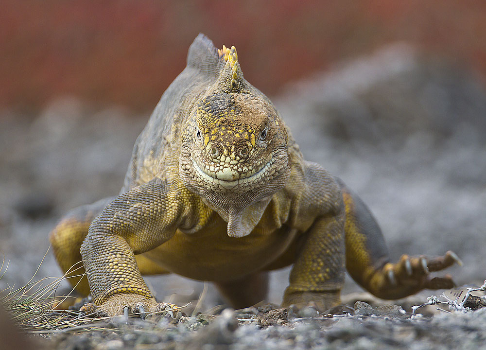 Land Iguana