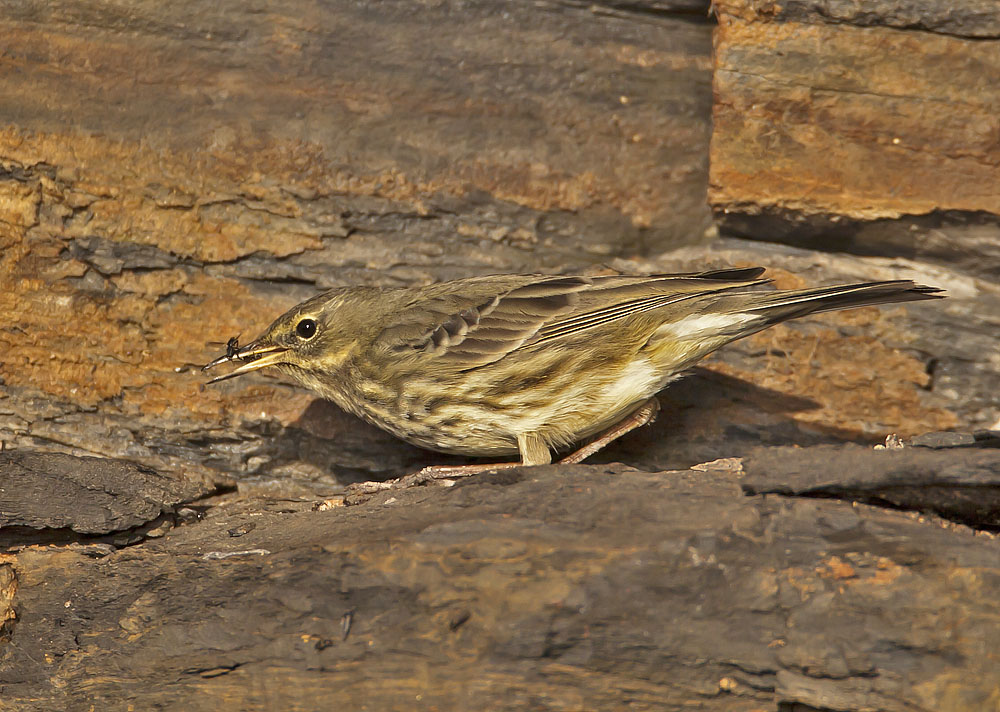 Rock Pipit