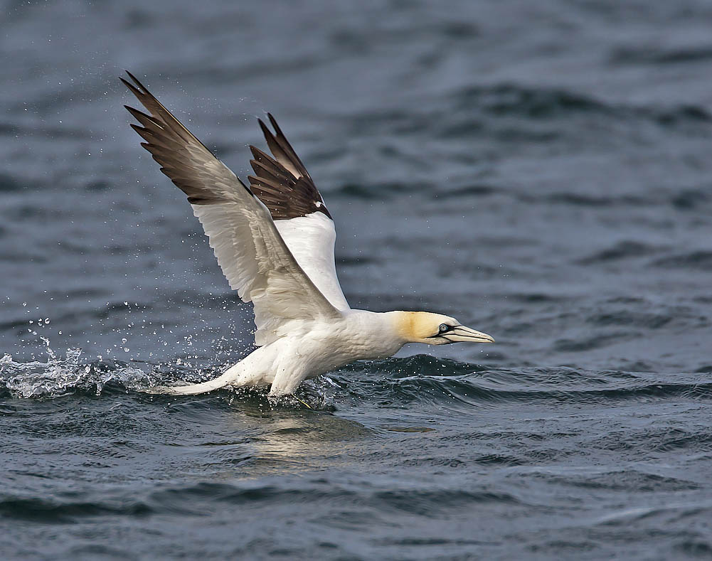 Gannet