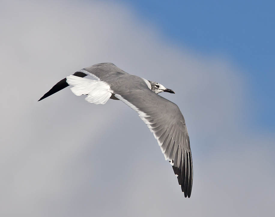 Laughing Gull Ardrossan March 2006