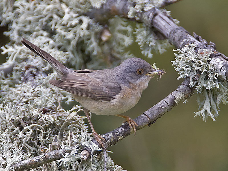 Subalpine Warbler (female)