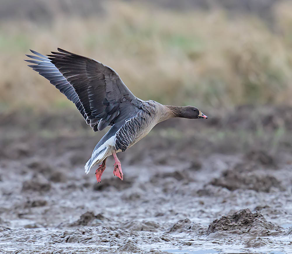 Pink-footed Goose 
