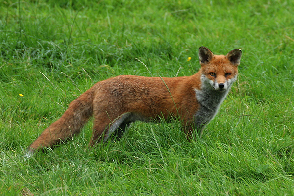 Fox Pollok CP 7th September 2005