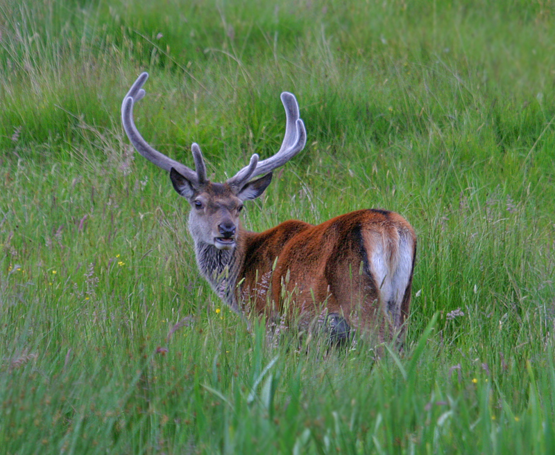 Red Deer stag in velvet Inchnadamph June 2004