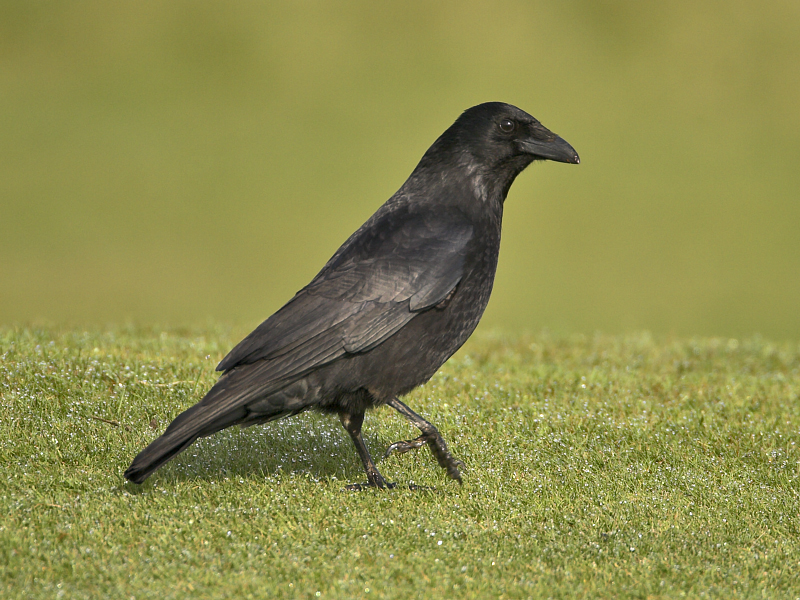 Carrion Crow Kilminning 15th April 2007