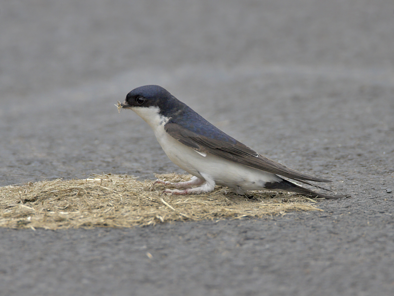 House Martin nr Newburgh 6th June 2007