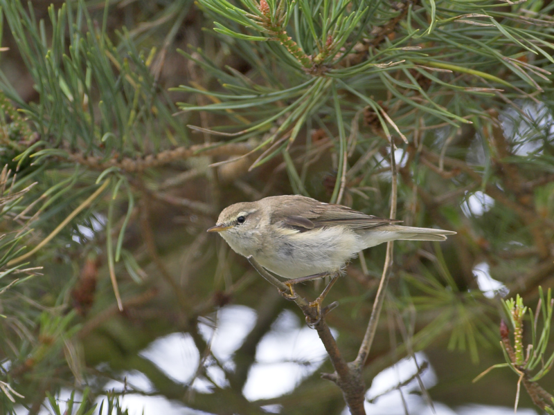 Willow Warbler Crail 5th July 2007