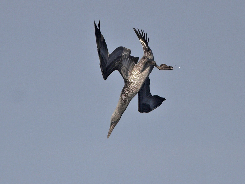 Gannet 1st w Fife Ness 20th September 2007