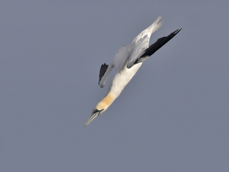 Gannet  Fife Ness 24th September 2007