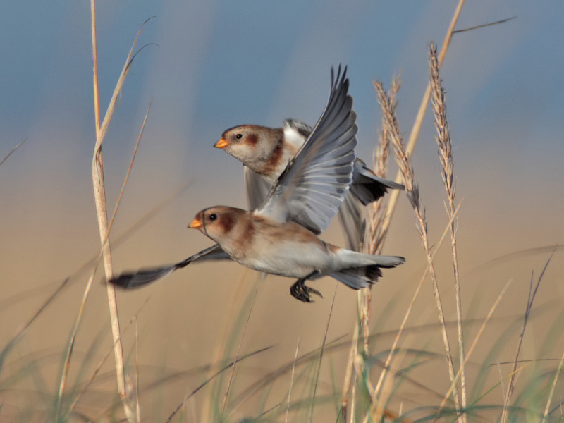 Snow Bunting Kinshaldy