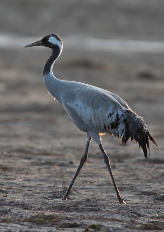 Common Crane St Monans (Balbuthie Farm)