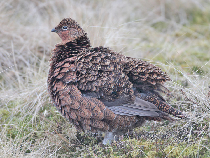 Red Grouse female